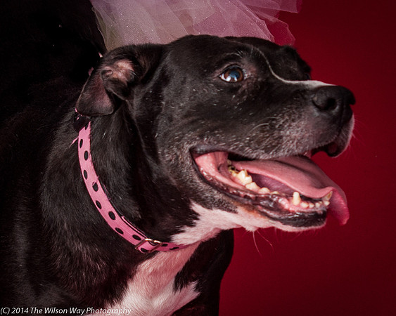 Molly-5818