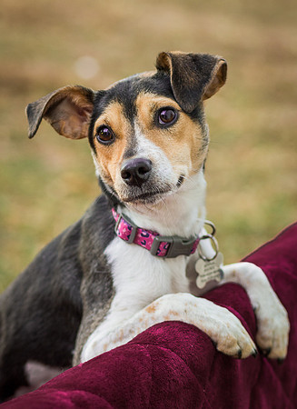 Foster Buffy-5538