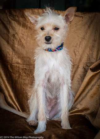 Foster Hugo-9369