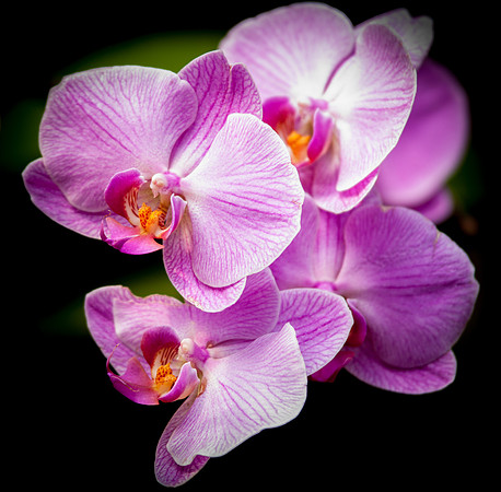 flowers-9141