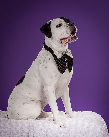 Angus-4145