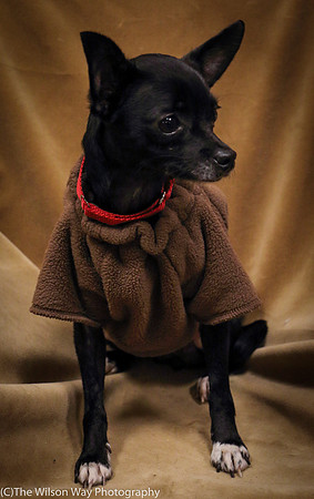 Foster Twiggy-1156