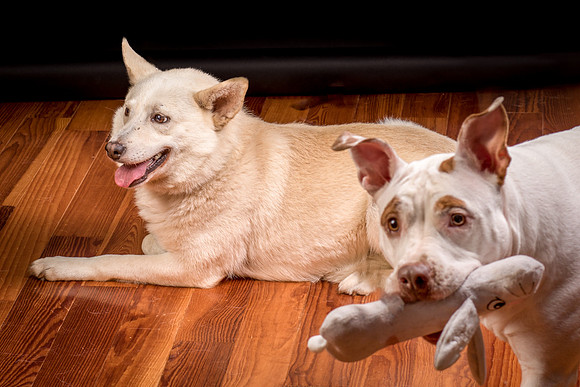 Foster Apache-0623