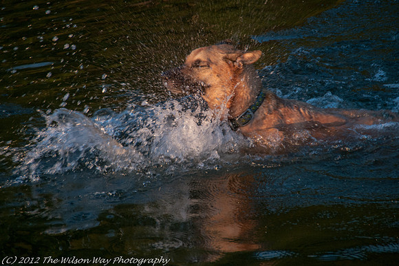 Roxy dashing through the water-0973