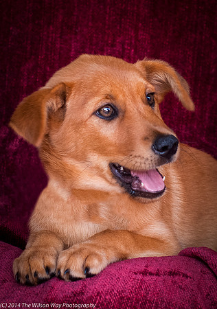 Foster Luna-9094
