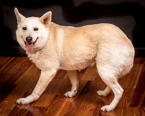 Foster Apache-0617