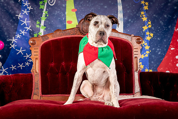 Foster Sylvester-0944