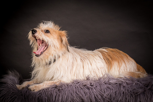 Foster Tiny-1269