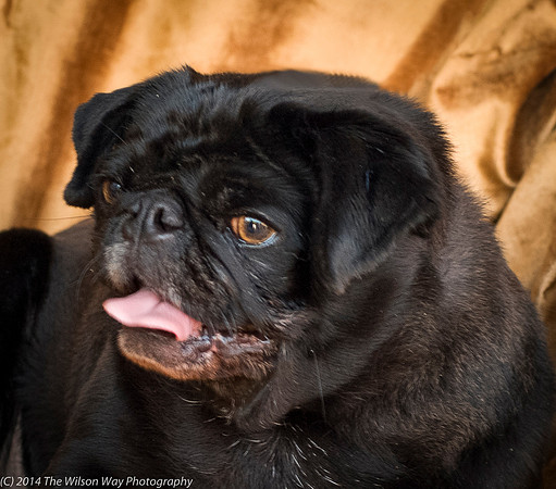 Foster Hotdog-8922