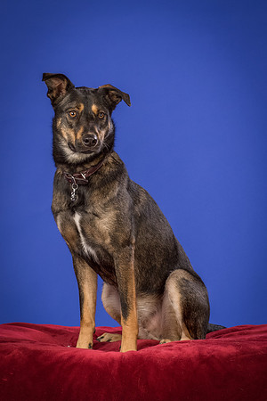 Golden-Tuco-0580