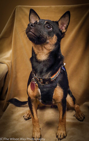 Foster Joni-0672