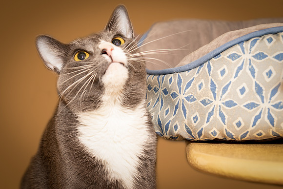 Foster Mittens-9501