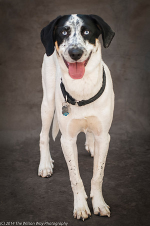 Foster Domino-2354