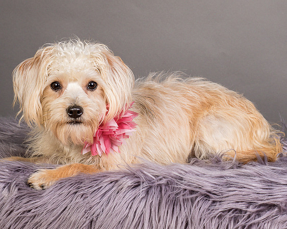 Foster Henrietta-8691