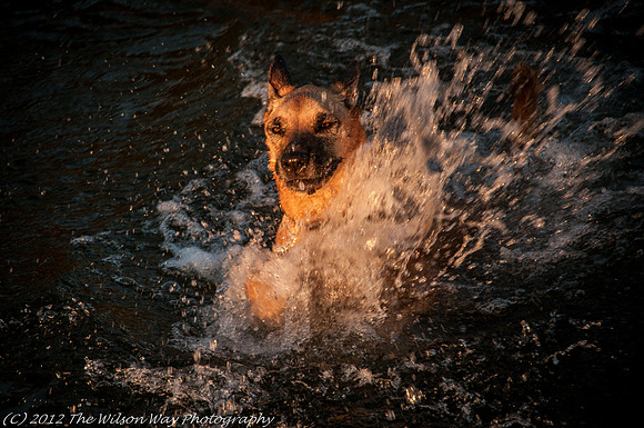 Roxy dashing through the water-0943