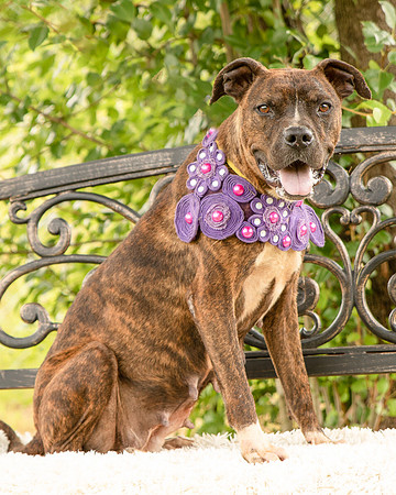 Darlington - Chloe-8637