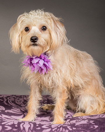 Foster Henrietta-8496