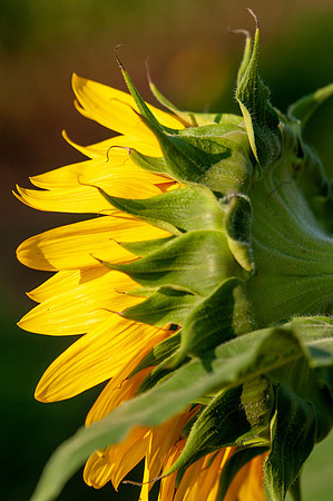 sunflowers-1890