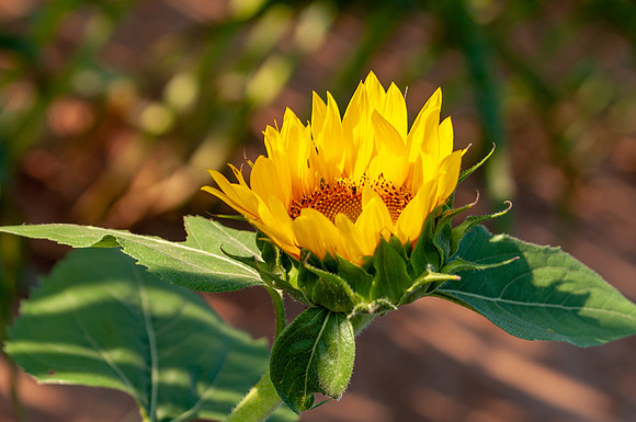 sunflowers-1869