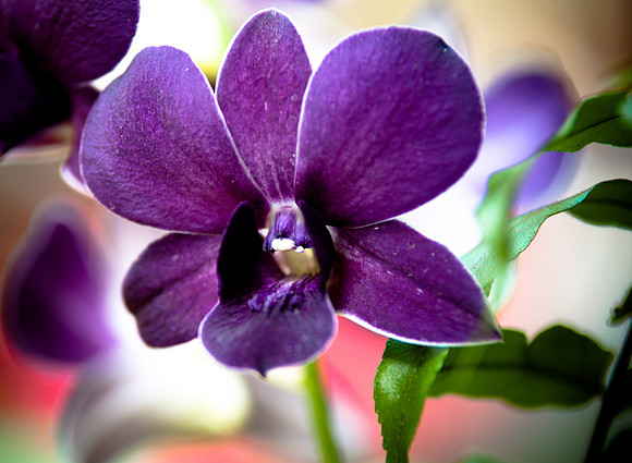 flowers-9162