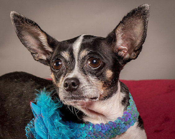 Foster Justice-4692