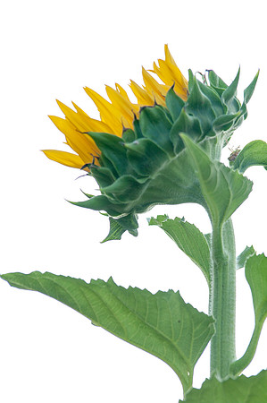 sunflowers-2130