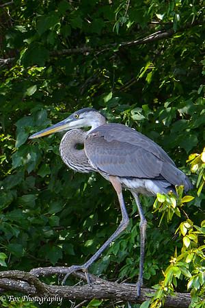 great blue heron-0116