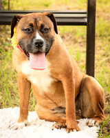 Darlington - Bliss-8338