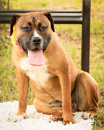 Darlington - Bliss-8338