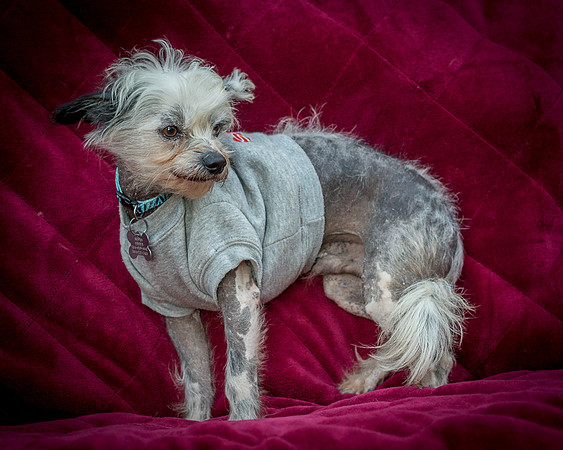 Foster Freckles-5475