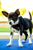 Foster Laila-9778