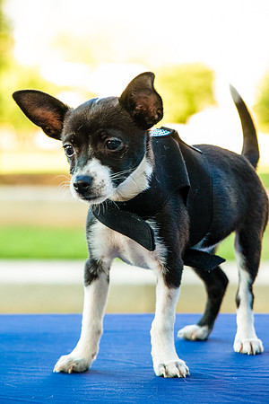 Foster Laila-9778
