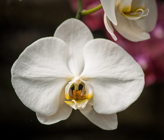 flowers-9147