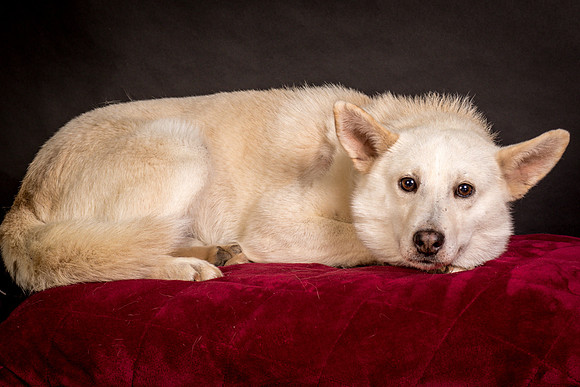 Foster Apache-0552