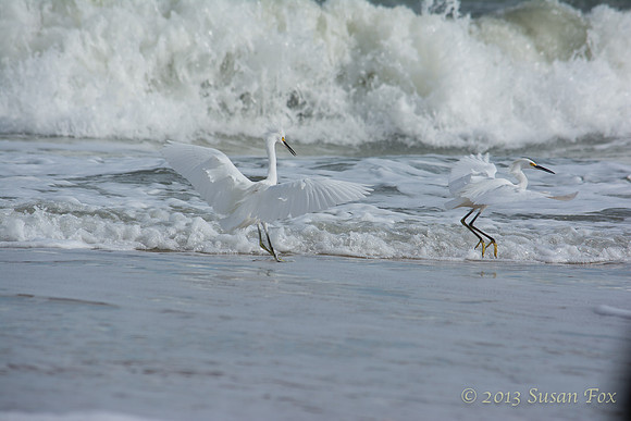 vilano beach egret 4-1