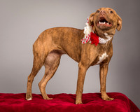 Foster Pumpkin-4653