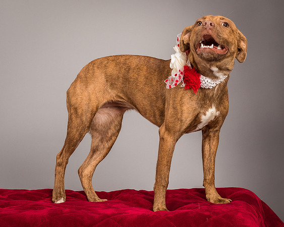 Foster Pumpkin-4653