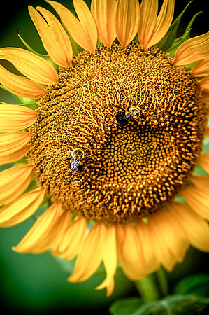 sunflowers-8770