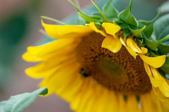 sunflowers-1921