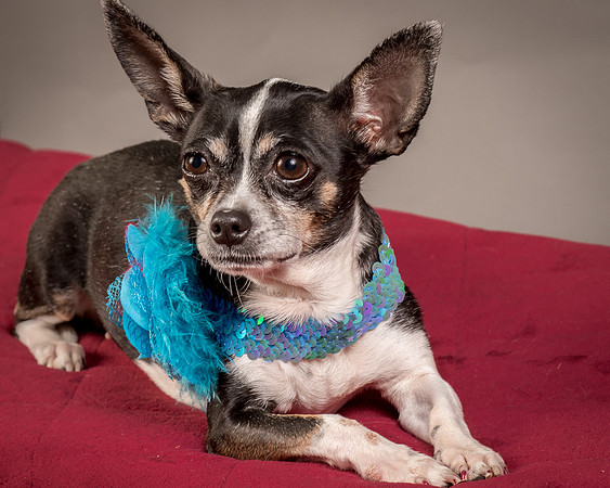Foster Justice-4681