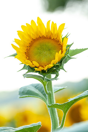 sunflowers-2031
