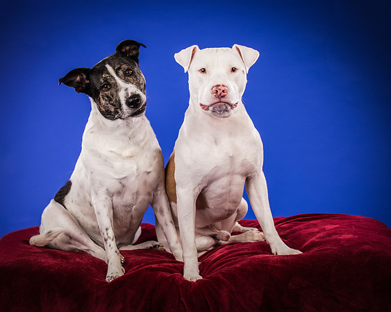Bruns-Melo and Gracie-3069