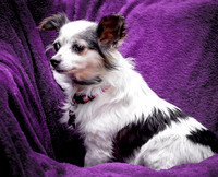 Foster Anouk-8757