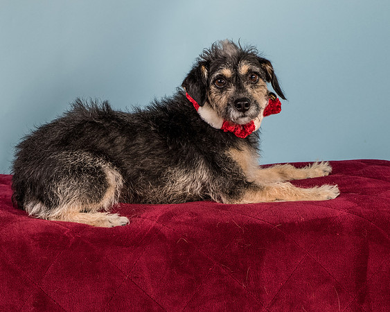 Foster Triscuit-5508