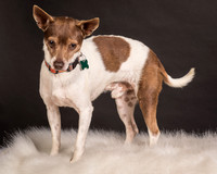 Foster Gus-0306