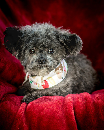 Foster Vivienne-7431