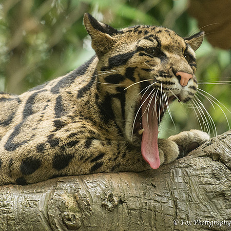 big cat yawn-3503