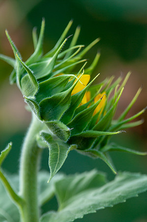 sunflowers-2038