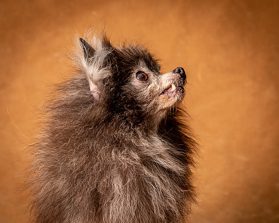 Foster Loretta-1302