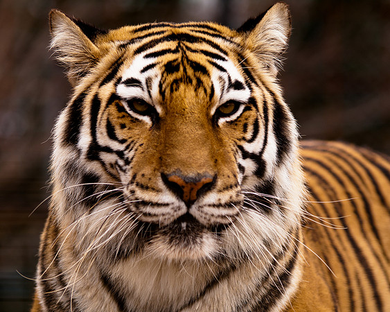 Big Cats-1772